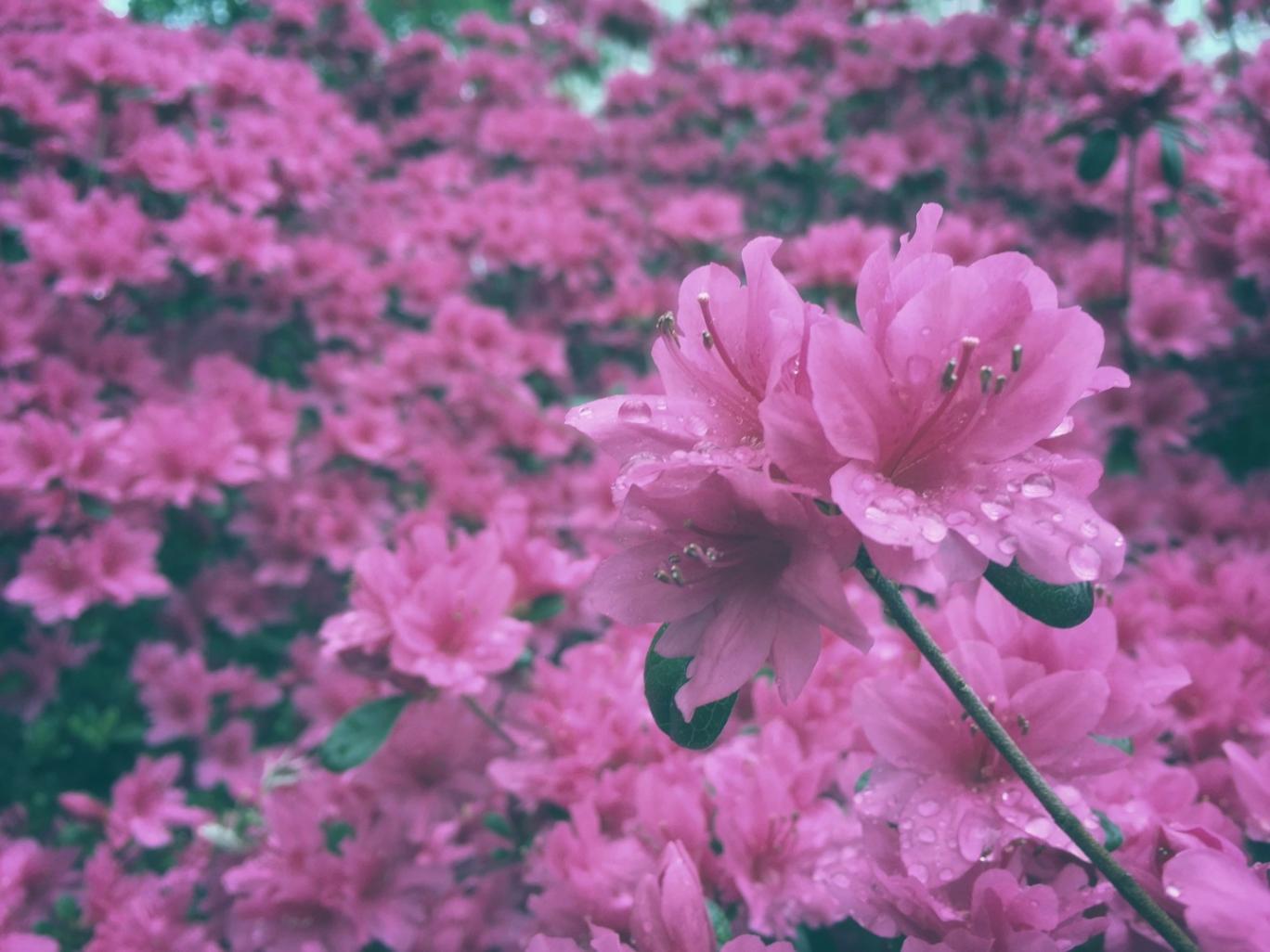 Ambiente de aprendizaje floral en línea